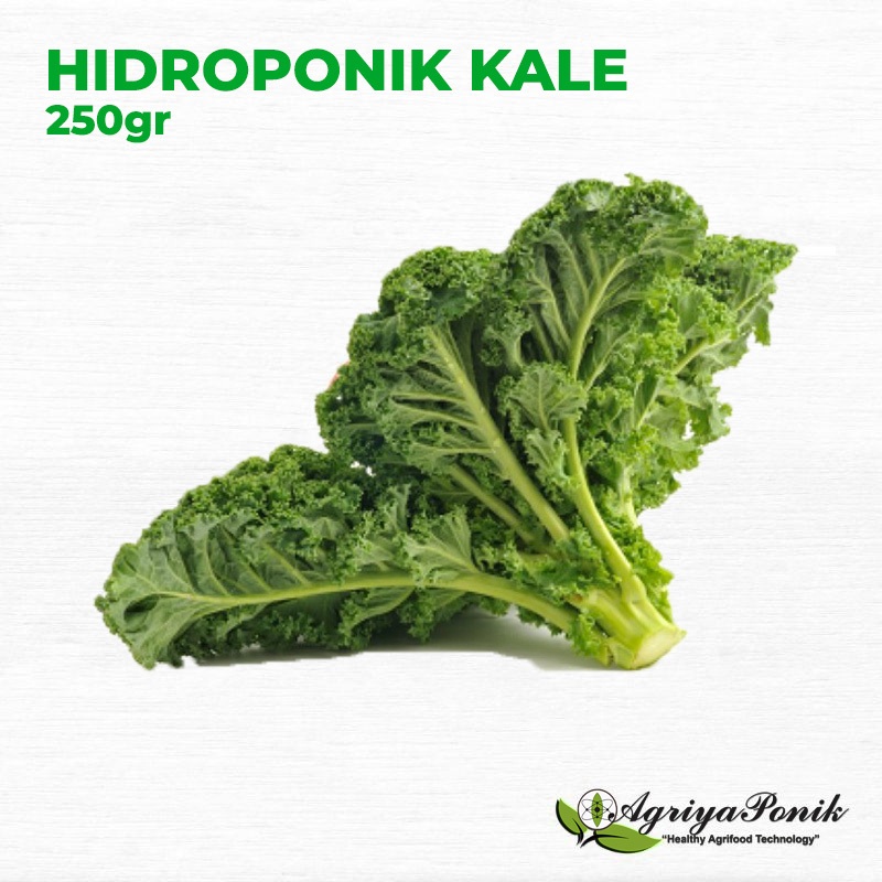 

Kale Hidroponik