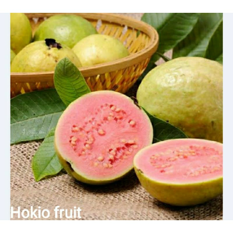 

Jambu Merah ❤️Hokiofruit❤️