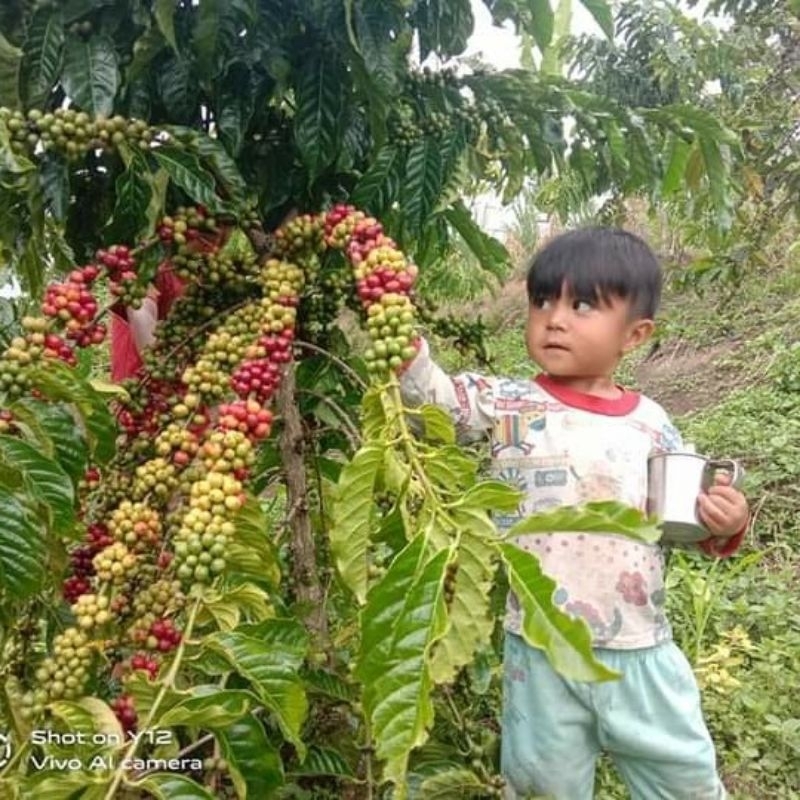 BIBIT KOPI ROBUSTA UNGGUL LAMPUNG