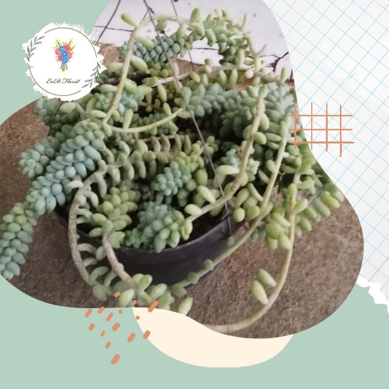 tanaman gantung air mata ibu bulat