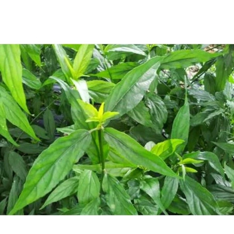

Daun belali gajah segar 250 grm - Daun belali gajah segar sabah snake grass