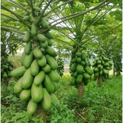 Louay_Idstore Benih Pepaya California 60 Biji Asli Cap Benih Inti Bibit Pepaya Kalifornia