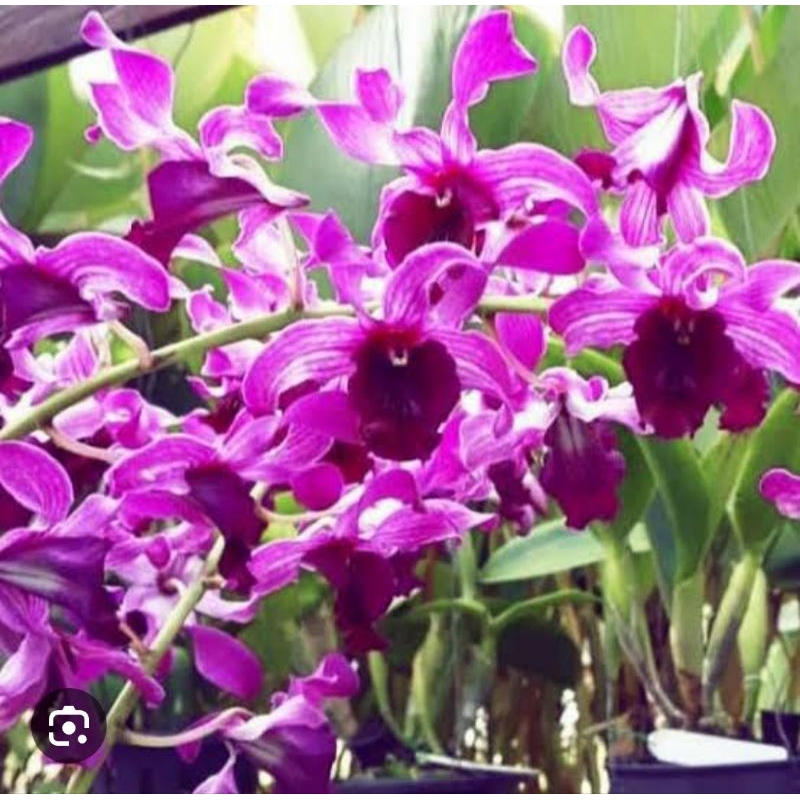 2 dendrobium inaraya red / blue