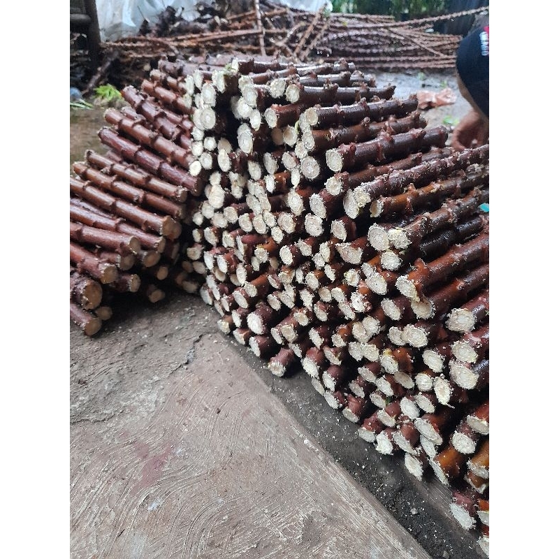 Bibit pohon Singkong Mentega - Singkong kuning 1ikat isi 50 - ubi singkong