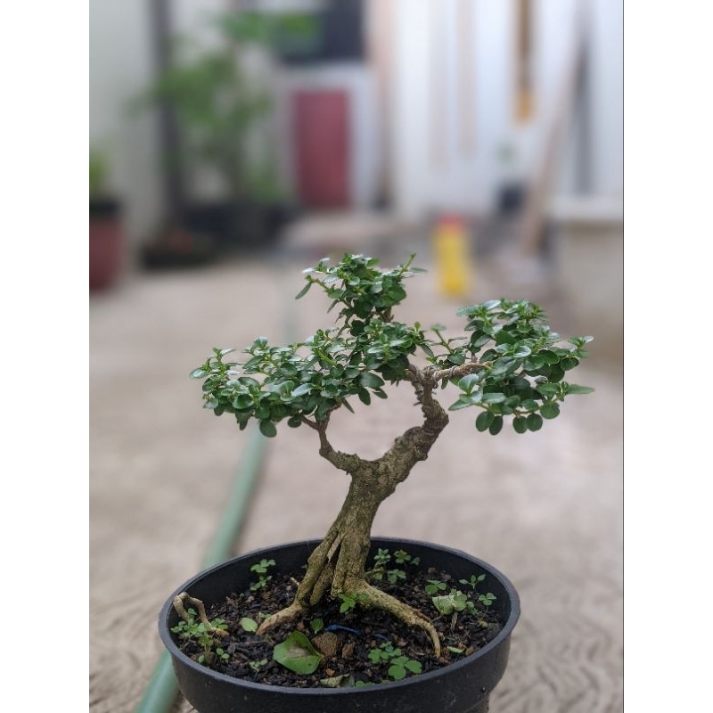 Bonsai Sancang Shito, Mame, MURAH  Siap Pajang