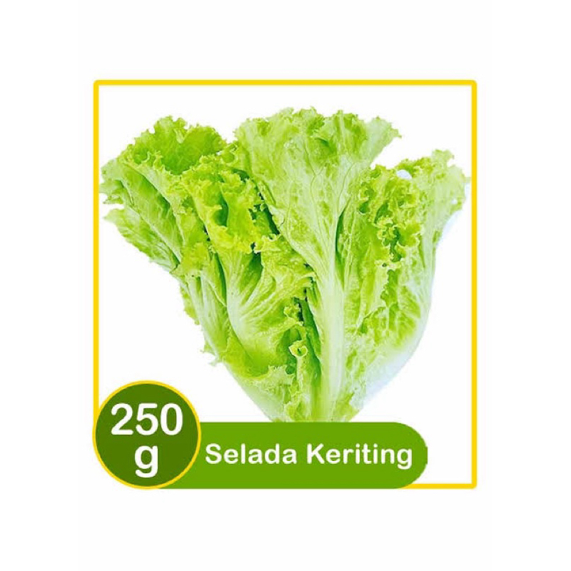 

selada keriting segar selda salad