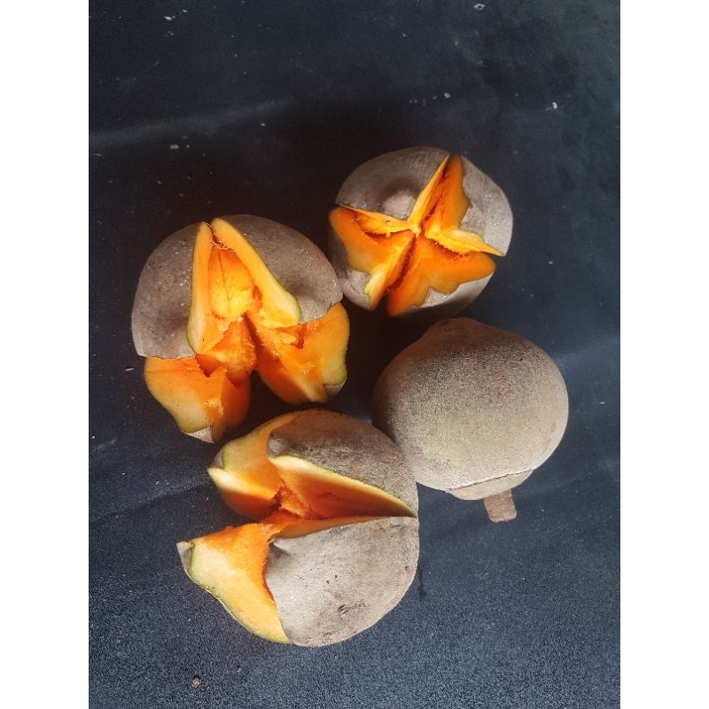 biji chupa2 /peruvian sapote/20biji