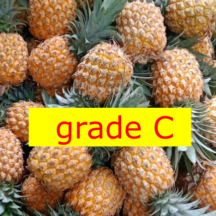 

nanas madu khas belik pemalang grade C