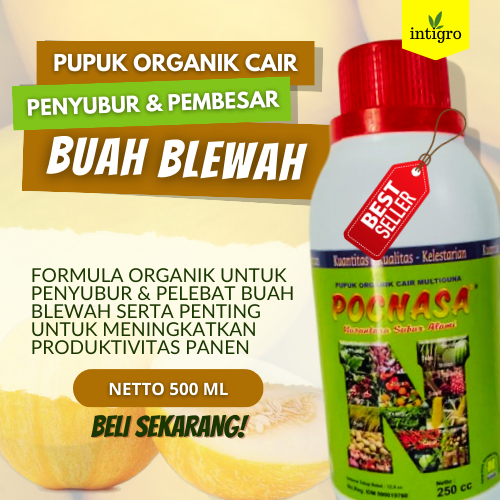 Pupuk Buah Blewah / Pupuk Blewah / Pupuk Pembesar Buah Blewah / Pupuk Pelebat Buah Blewah / Pupuk Pe