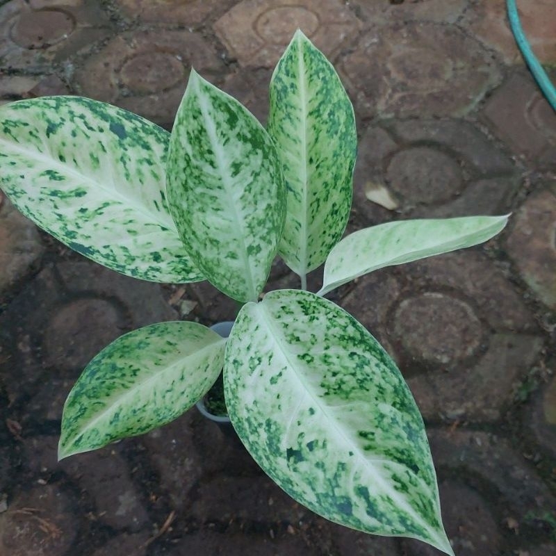 aglonema bigroy putih murah anak samping