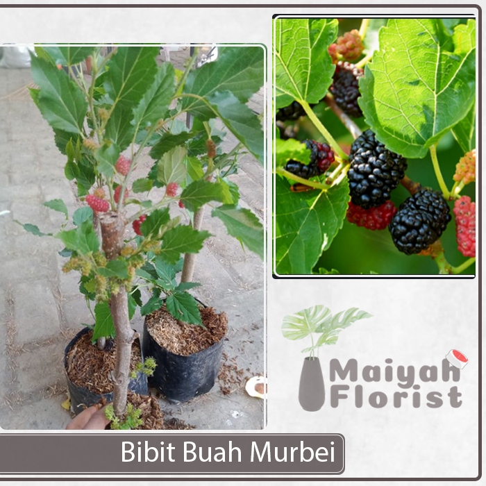 Bibit Buah Murbei - Sudah Berbuah - Tanaman Buah