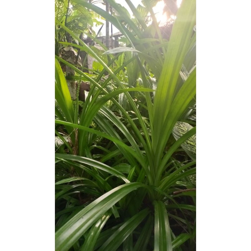 

Daun Pandan Alami 1000 gram