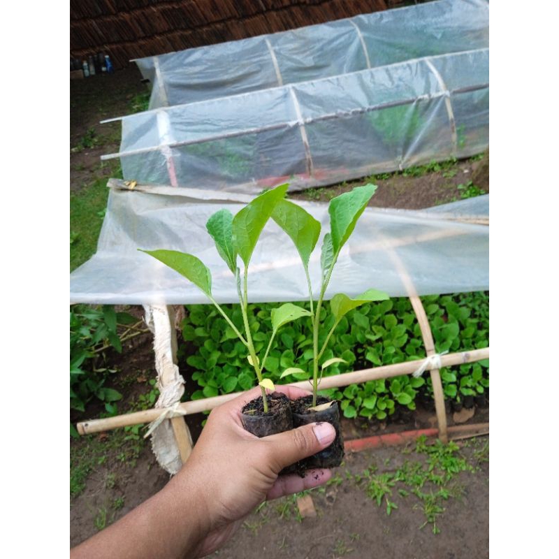 (10POHON) BIBIT TERONG UNGU - BIBIT TERONG UNGU PANJANG - BIBIT TERONG UNGU SIAP TANAM - BIBIT TERON