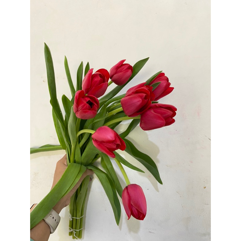 Bunga Tulip 10 stems Fresh segar ASLI / Bunga Tulip Import fresh