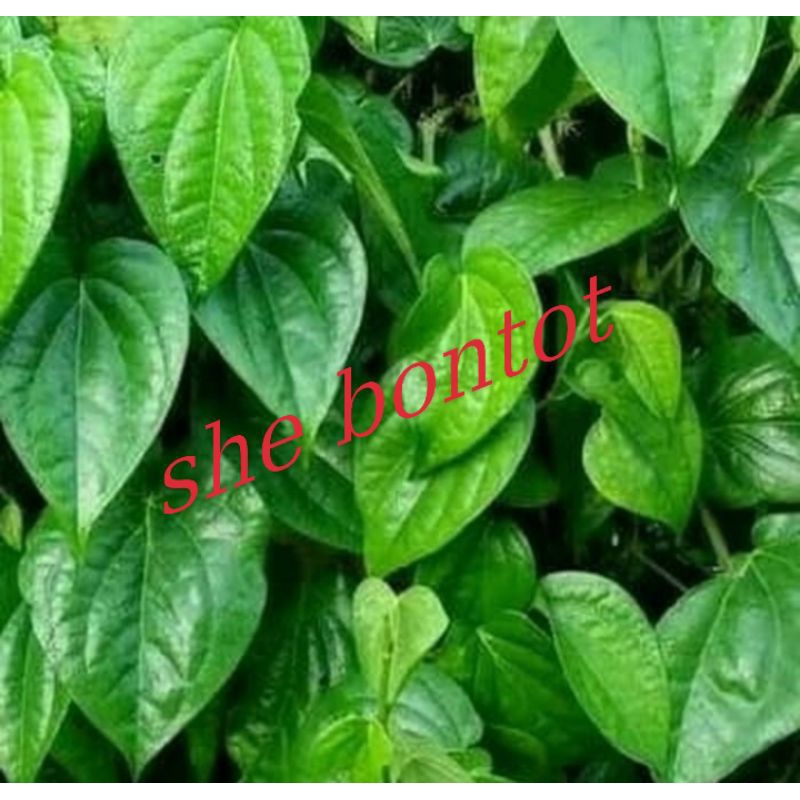 

Daun sirih 10 lembar