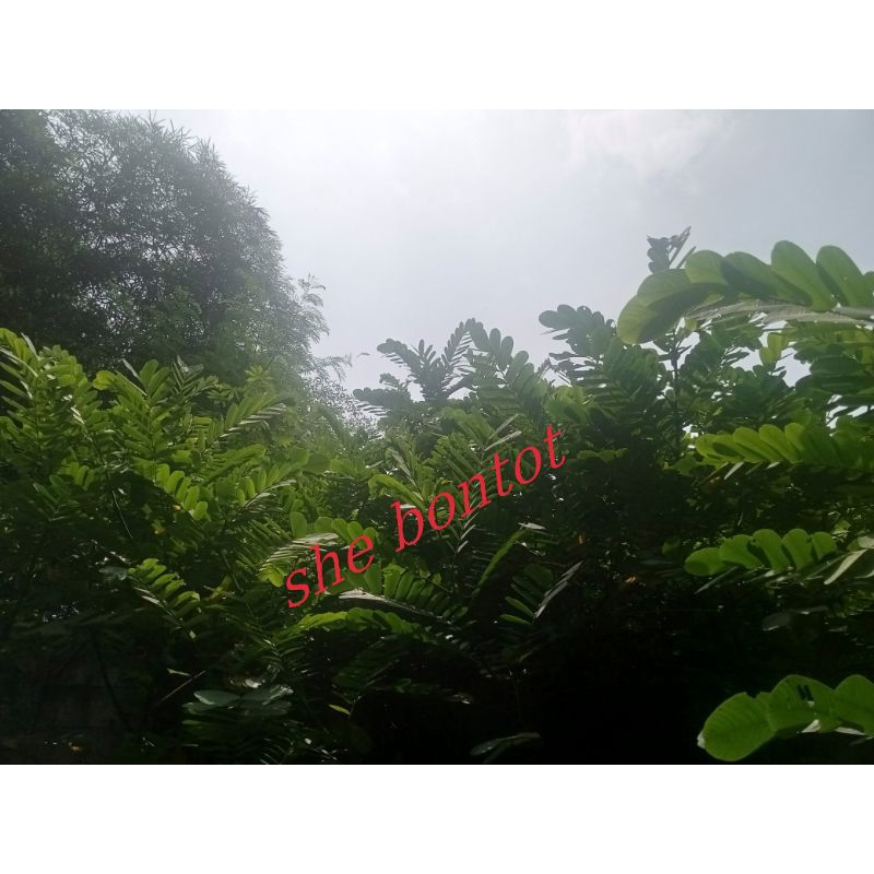 

daun ketepeng segar 30 lembar dipetik saat diorder