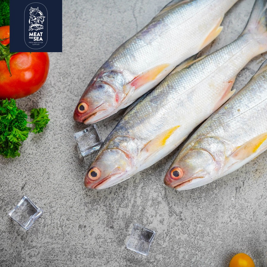 

Ikan Senangin ● Fresh - DIBERSIHKAN