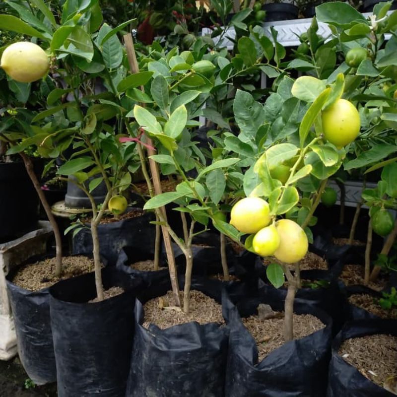 Bibit Jeruk lemon California sudah berbuah