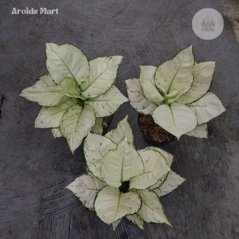 Aglonema Super White - Tanaman Hias Aglonema Super White