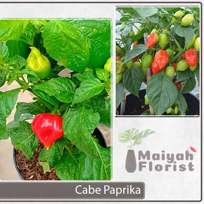 Bibit Tanaman Hidup CABE PAPRIKA - Capsicum annuum - Bibit Pohon Cabai Paprika Reaper