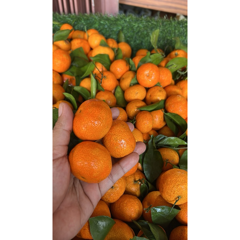 

Jeruk Shantang Tanggerine maniss PROMO!!!!!!Jeruk Manis|Jeruk segar|Jeruk fresh|Buah segar|GBMfresh