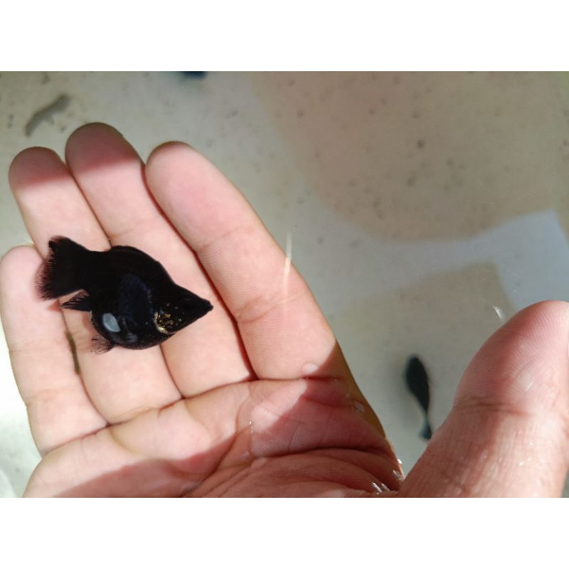 INDUKAN BLACK MOLLY BALON