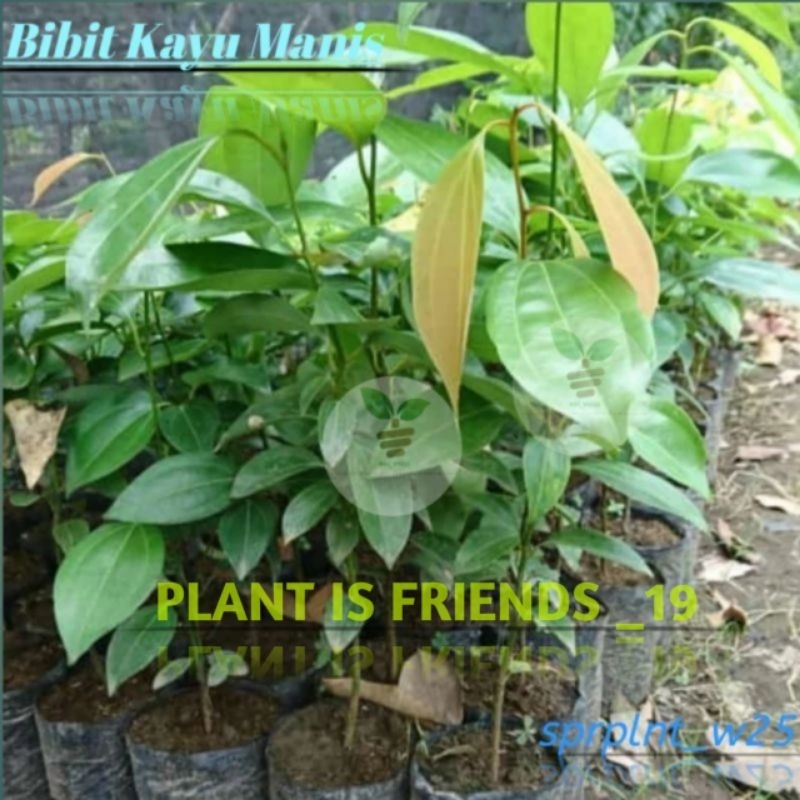 BIBIT TANAMAN KAYU MANIS TANAMAN UNGGUL KAYU MANIS