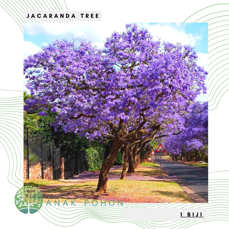 Benih Bibit Biji - Pohon Blue Jacaranda Tree Seeds - IMPORT