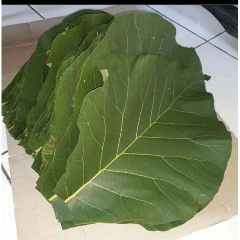 

Daun jati Fresh kiloan