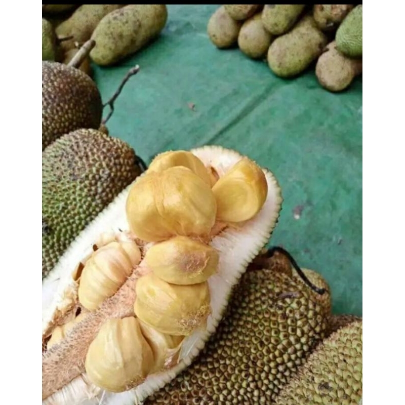 CEMPEDAK 1 BUAH - SAYUR BUAH IKAN SEGAR PALEMBANG
