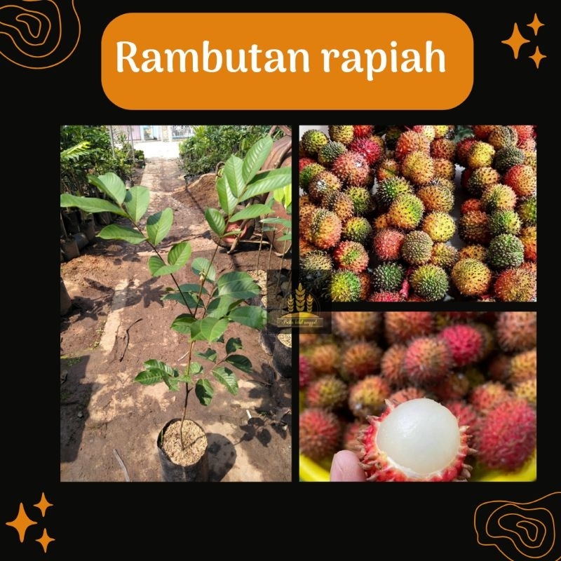 Bibit rambutan rapiah Bella bibit • Bibit rambutan rapiah • Bibit rambutan Bella bibit