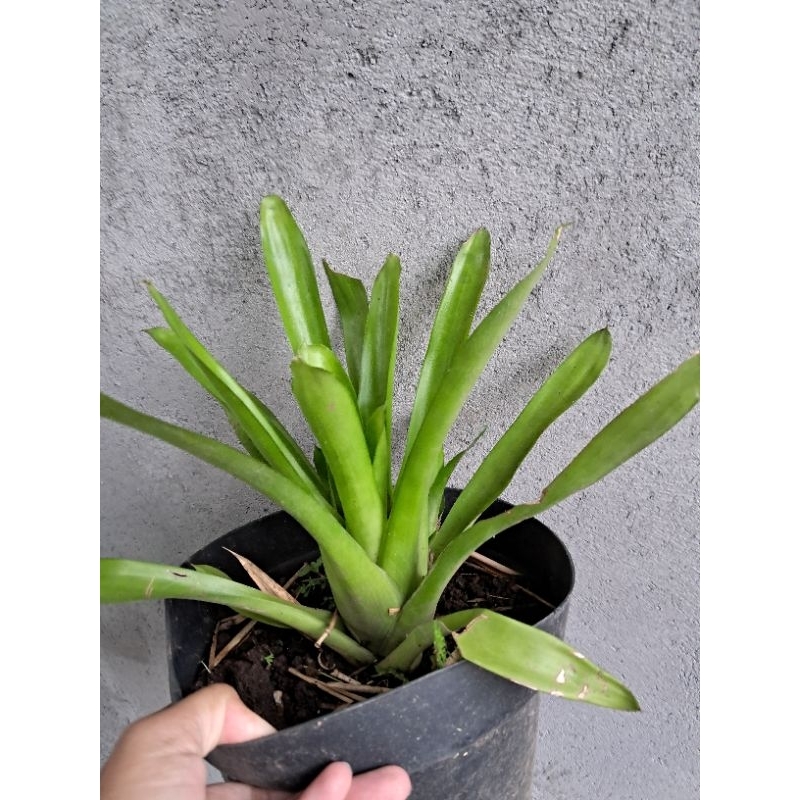 bromelia hijau