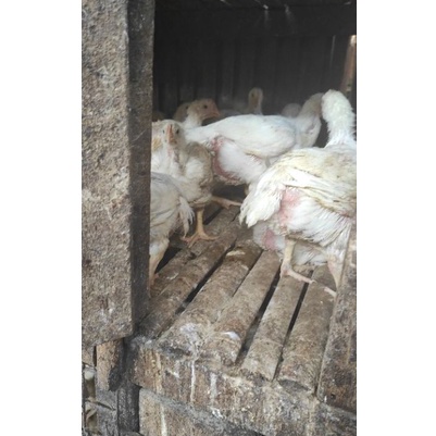 

C6369 Ayam Boiler Fresh