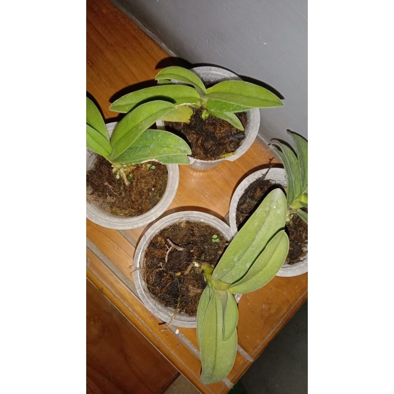 doritis blue sedling praremaja