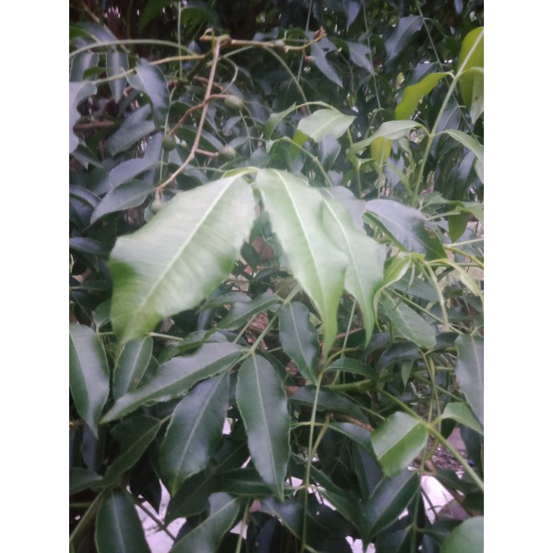 

DAUN KEDONDONG SEGAR 250GRAM