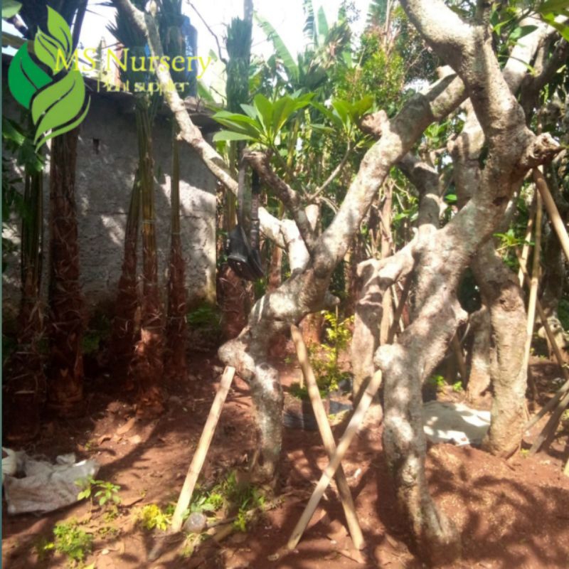 Kamboja fosil batang berkarakter tinggi 3-4 meter