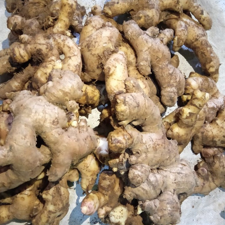 

JAHE GAJAH JAHE PUTIH 500 GRAM FRESH BUMBU MASAKAN REMPAH