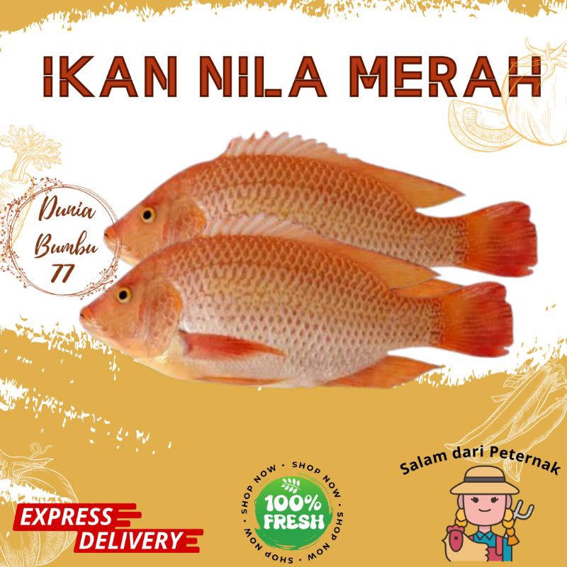 

Ikan Nila Merah 1 Kg