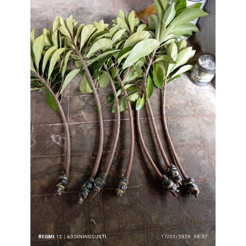 fresh cangkok mamey sapote keiwes