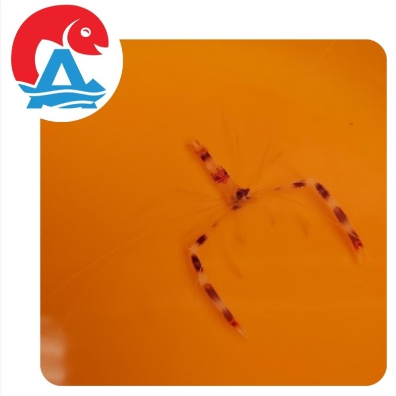 Ikan Hias Laut Udang MP