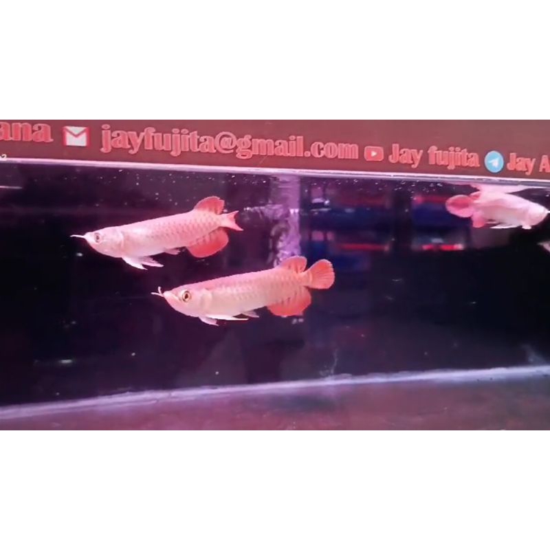 Arwana bersertifikat Super red 12-13 cm Kapuas hulu.