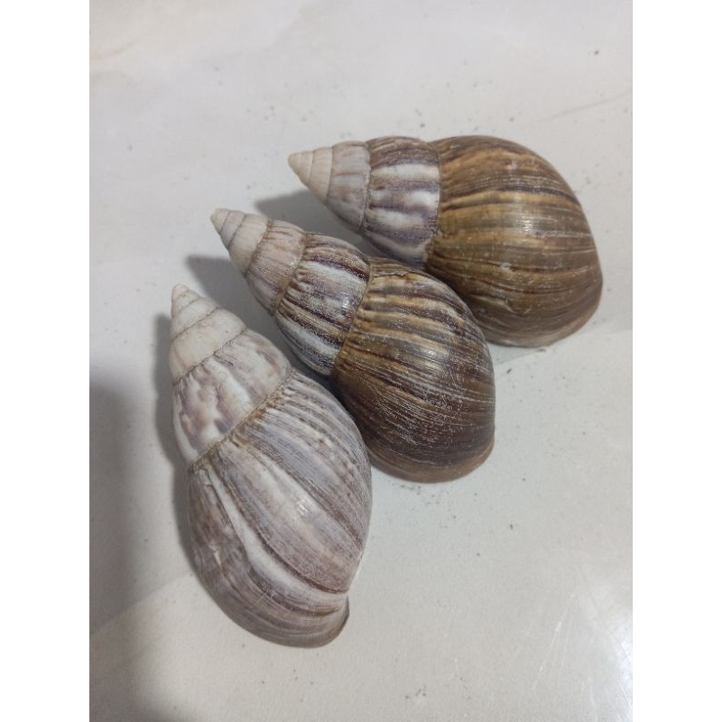cangkang bekicot besar 1 pcs