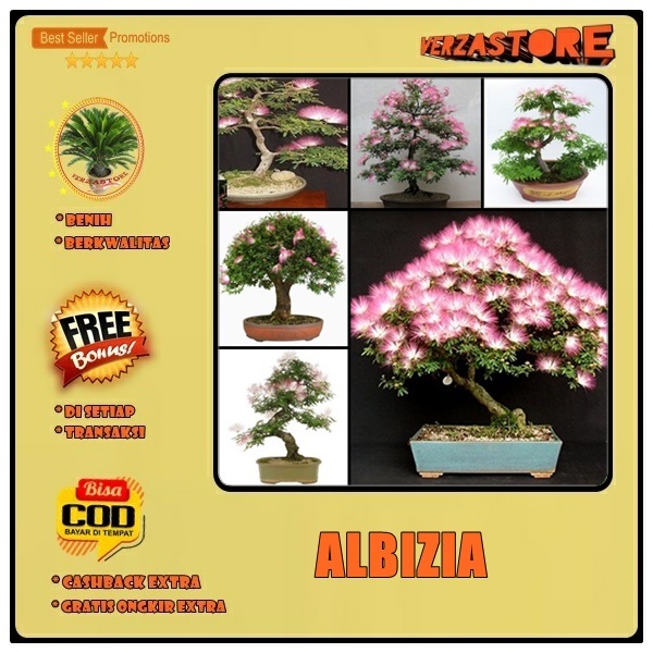 biji benih bonsai bunga / pohon albizia   /10 biji