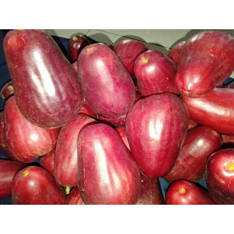 

Buah Jambu Jamaika Boll Darsono Segar Fresh Manis Harum 1 1/2 kilo kg