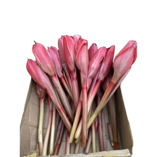 

Bunga Kecombrang Merah dan Ping Segar Kuncup Plastik Wraping Aman Grosir