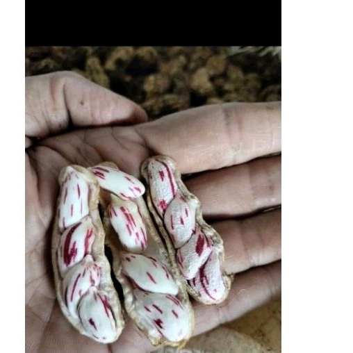 

kacang batik madu