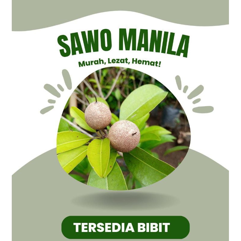 sawo Manila kondisi berbunga - batang besar - kondisi berbuah rimbun hasil okulasi - bibit super ung