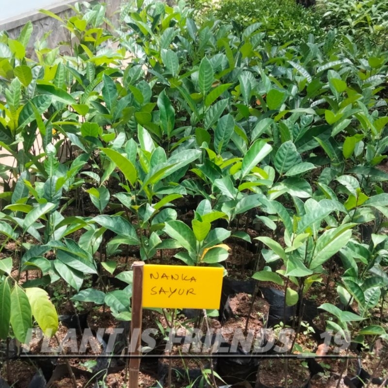 BIBIT NANGKA SAYUR OKULASI TANAMAN NANGKA SAYUR