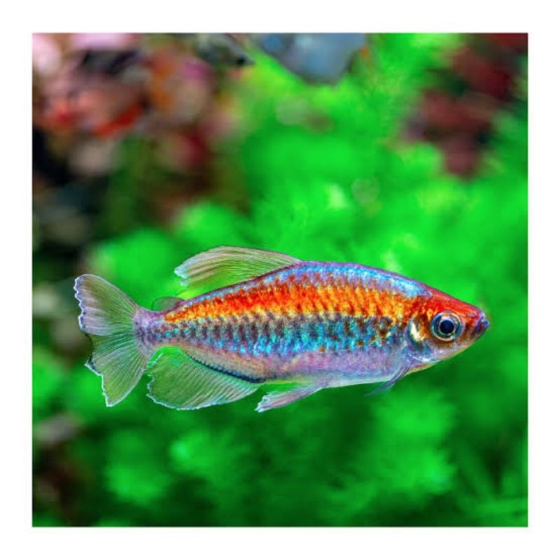 hiasan aquarium congo tetra Medium