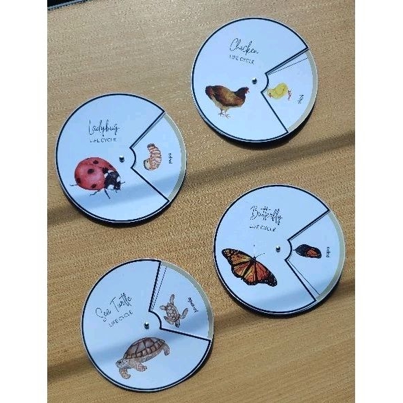 Life Cycle Spinner | Life Cycle Chicken | Life Cycle Sea Turtle | Life Cycle Ladybug | Life Cycle Bu